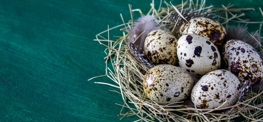 Quail eggs in the nest. Banner. Simple Easter composition. Minimal concept. View from above. Card with copy space for text. Green background