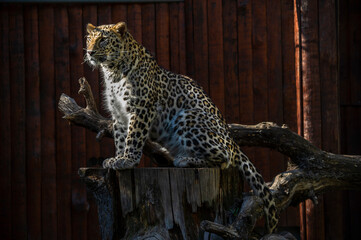 Captive leopard. carnivorous mammal of the felid family