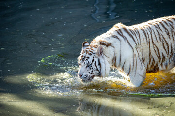 White tiger, in captivity. 
