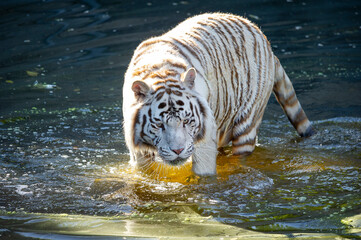 White tiger, in captivity. 

