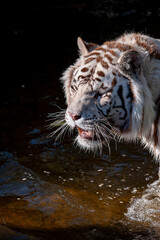 White tiger, in captivity. 

