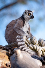 Captive-bred lemurs are a strepsirrhine primate endemic to the island of Madagascar