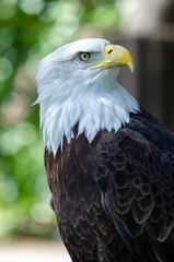 Foto op Plexiglas Captive Bald Eagle, also known as the American Eagle, Bald Eagle, White-headed Eagle, or American Eagle © goyoconde