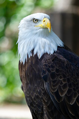 Captive Bald Eagle, also known as the American Eagle, Bald Eagle, White-headed Eagle, or American Eagle