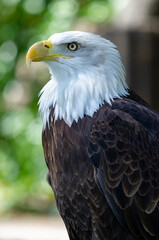 Captive Bald Eagle, also known as the American Eagle, Bald Eagle, White-headed Eagle, or American Eagle