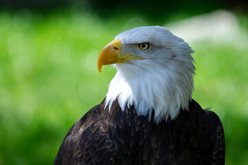 Captive Bald Eagle, also known as the American Eagle, Bald Eagle, White-headed Eagle, or American Eagle