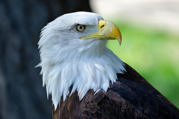 Captive Bald Eagle, also known as the American Eagle, Bald Eagle, White-headed Eagle, or American Eagle