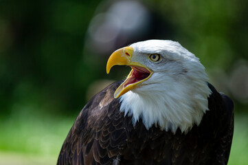 Captive Bald Eagle, also known as the American Eagle, Bald Eagle, White-headed Eagle, or American Eagle