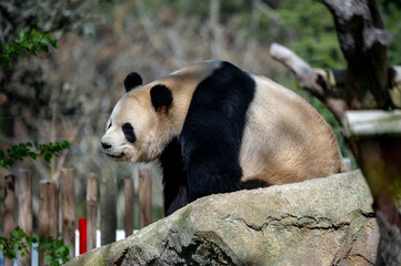 Obraz premium Panda bear, bred in captivity