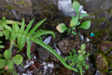 Defocused wallpaper and pattern nature of green tropical plant