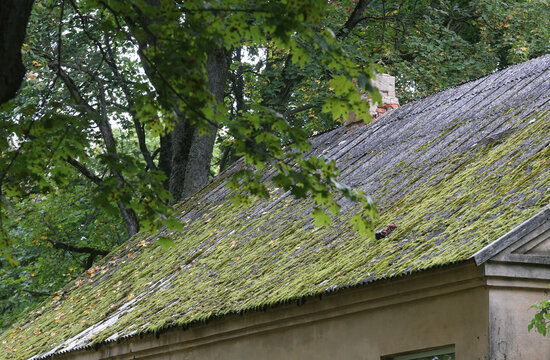 Green moss on slate roof tiles
