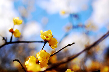 spring blossom in spring