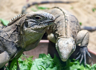 The Cuban rock iguana - Cuban ground iguana (Cyclura nubila) is feeding a green plant from a bowl