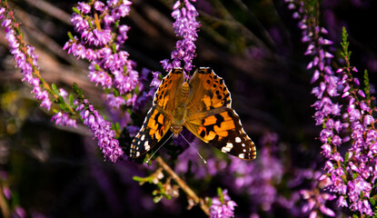 Papillon sur lavande, couleur pastel 