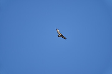Buteo, Buzzard soaring high in the blue sky looking for prey