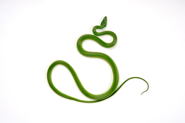 Obraz premium Common Green Racer // Smaragd-Strauchnatter (Chlorosoma viridissimum)