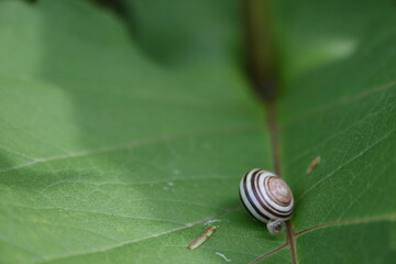 snail on a leaf