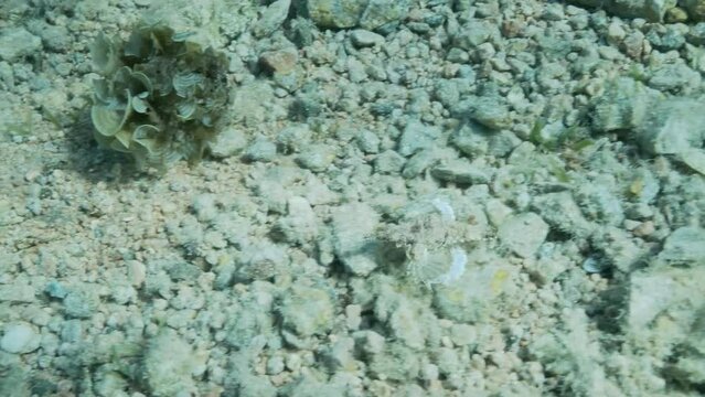 Seamoth moves on the sandy bottom in shallow water in sun rays. Pegasus, Little Dragonfish or Common Seamoth (Eurypegasus draconis). 4K-60fps
