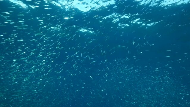 A large shoal of Blue sprat, Delicate round herring or blueback sprat (Spratelloides delicatulus). Massive school of small fish swims in the blue water in sunrays. 4K-60fps