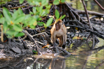 A cute monkey lives in a mangrove forest of Thailand.