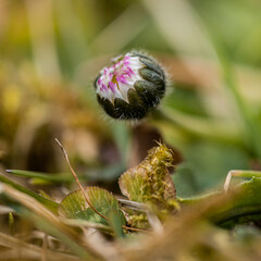 White Bellis perennis in the garden. Beautiful closeup centered view of spring yellow stigma of single pink common daisy  flower Ballinteer, Dublin, Ireland. Soft and selective focus macro © Diana Hlachová