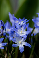 Closeup of blooming blue scilla luciliae flowers in sunny day. First spring bulbous plants....
