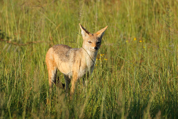 Naklejka na ściany i meble Alert black-backed jackal (Canis mesomelas) standing in grassland, South Africa.