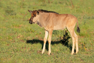 Naklejka na ściany i meble A young blue wildebeest calf (Connochaetes taurinus), South Africa.