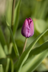 Isolated single purple tulip (tulipa), spring flower in the garden. Detail macro photo flower