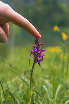 A vertical shot of a man touching the narrow-leaved marsh orchid on the blurry background