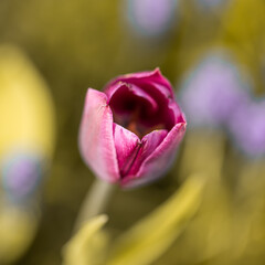 Isolated single purple tulip (tulipa), spring flower in the garden. Detail macro photo flower
