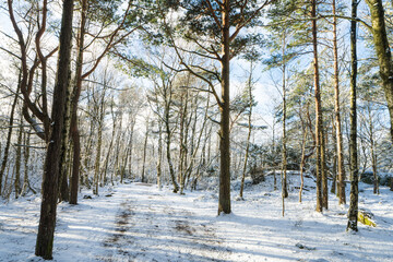 Fototapete bei efototapeten.de bestellen   