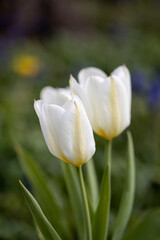 Isolated white tulip (tulipa), spring flower in the garden. Detail macro photo flower