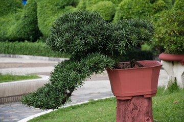 Podocarpus Macrophyllus, yew plum, Buddhist pine or fern pine bonsai