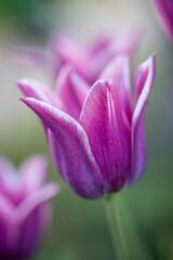 Lilac blooming tulip close-up, a fragment of a bouquet of spring flowers on a blurred background. Postcard for congratulations on Mother's Day, Women's Day, Easter and other events . nature background