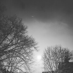 tree and moon