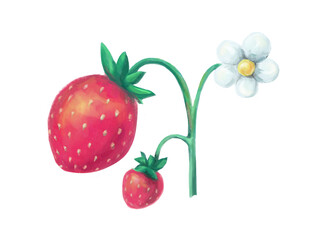 strawerry fruits on the branch.