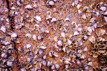 Seashell field. Exposed shellfish mass during low tide.
