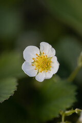 Strawberries bloom under the sun. Small open strawberry flowers with white petals and a yellow center stand on thin green stems. Strawberries grow among green leaves and grass