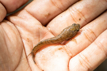BabySmall fish in hand, snakehead fish in a river in Asian jungle, Thailand