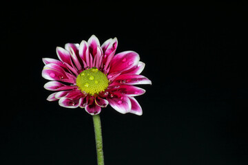 Fuchsia and white daisy on black background with room to write