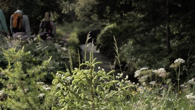 Randonn&eacute;e le long d'un canal d'irrigation de montagne dans les Alpes valaisannes en Suisse