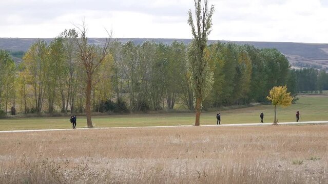 limp pilgrim lags behind his friends in windy weather, Spain
