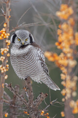 Sowa jarzębata / Northern Hawk Owl (Surnia ulula)