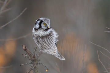 Sowa jarzębata / Northern Hawk Owl (Surnia ulula) - obrazy, fototapety, plakaty