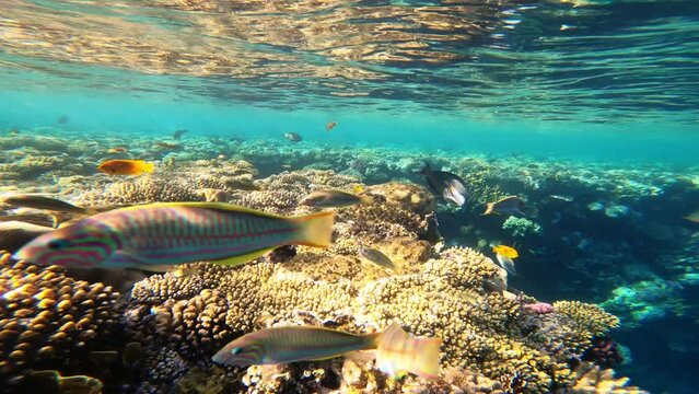 Underwater colorful tropical sea fishes and reef marine. Colorful Coral garden seascape in Red sea Egypt.
