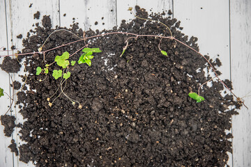 soil and small sprout isolated over white wooden background, gardeing or farming concept, eco, new life or season