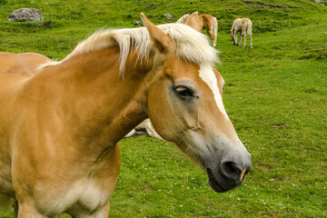 Fototapeta premium Bergsteigerdorf Vent - Österreich - Bergwandern