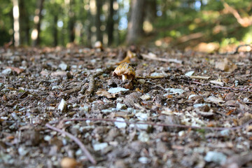 Pilz