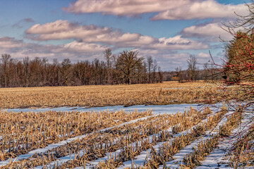 A frozen corn field full of dead crops and a pool of frozen water in the center during the winter months in Southern Ontario Canada.